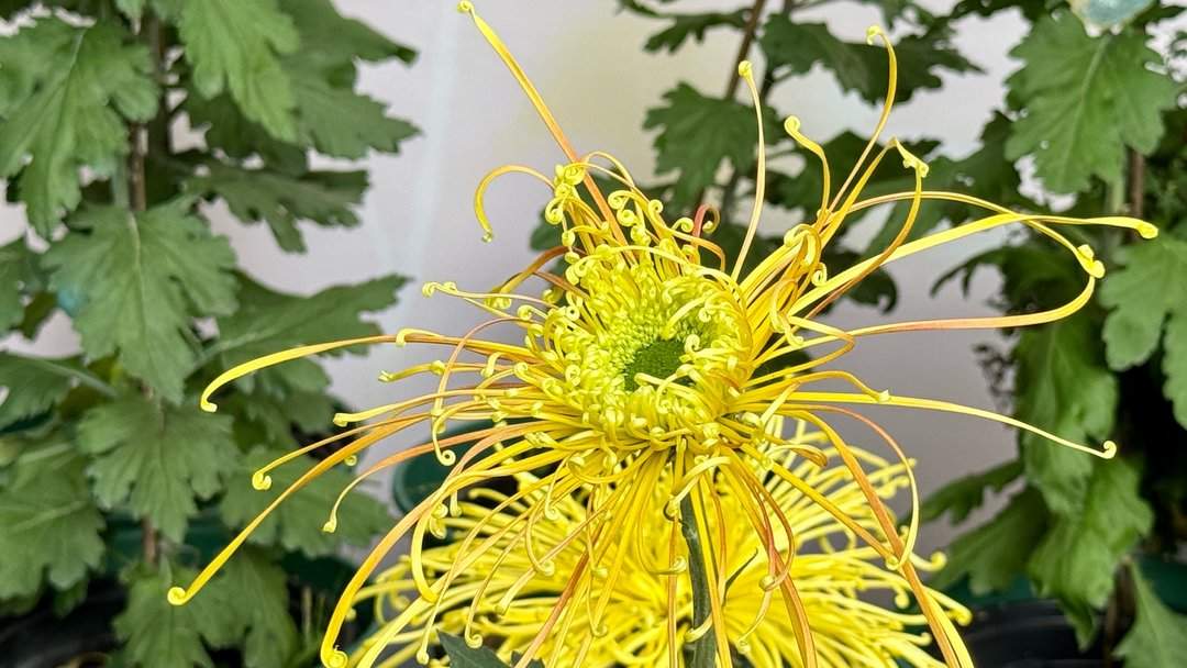 五颜六色，造型各异，趵突泉金秋菊展精品菊撷英