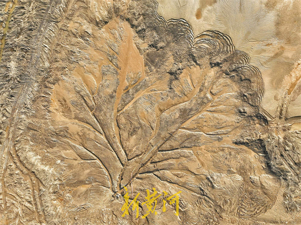 济南黄河北岸现“潮汐树” 壮美景观如同大地脉搏