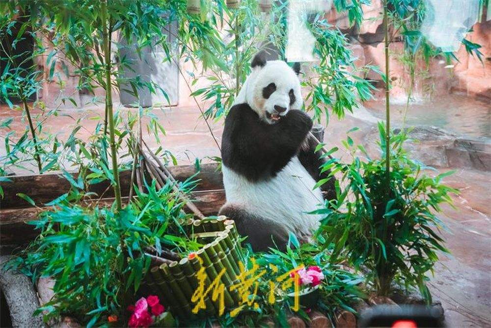 “华奥”17岁啦！游人围观大熊猫品尝生日大餐