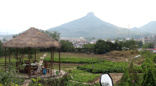 融媒·见证丨种得出好菜，治得了污染，兴得起经济——小虫子撬动大产业