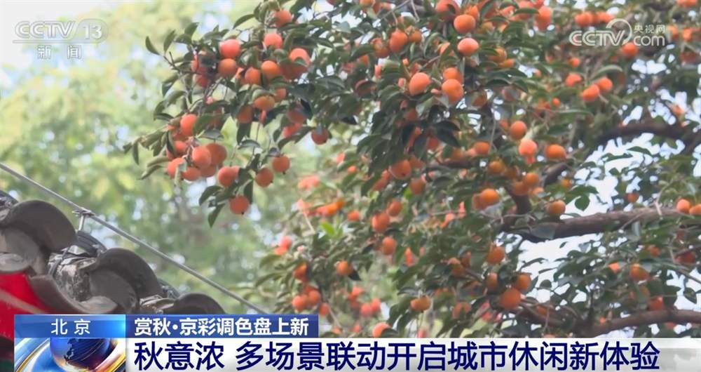 打造“赏秋游”新体验 “秋日经济”带火文旅消费