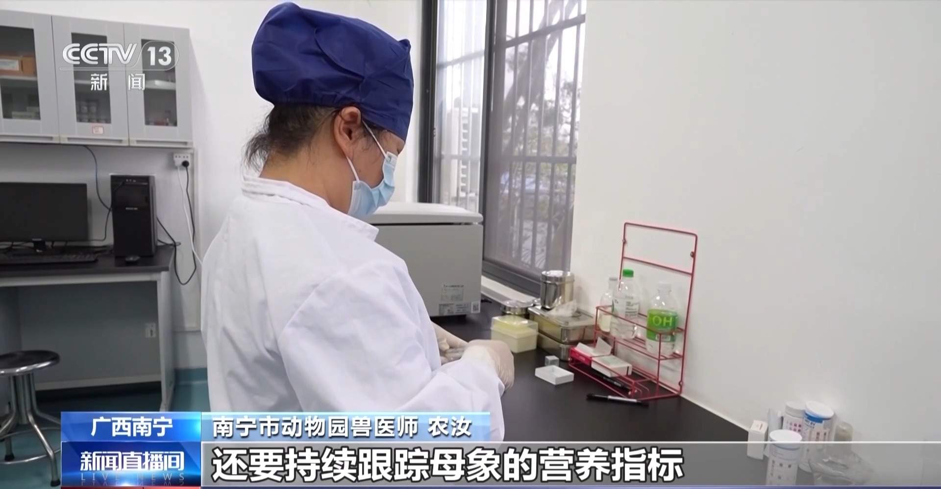 亚洲象喜添超可爱幼崽 全网征名正在进行