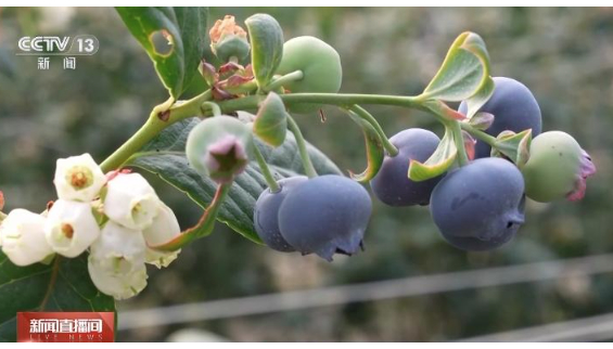 多样“春日味道”抢“鲜”上市 你最想尝哪一种？