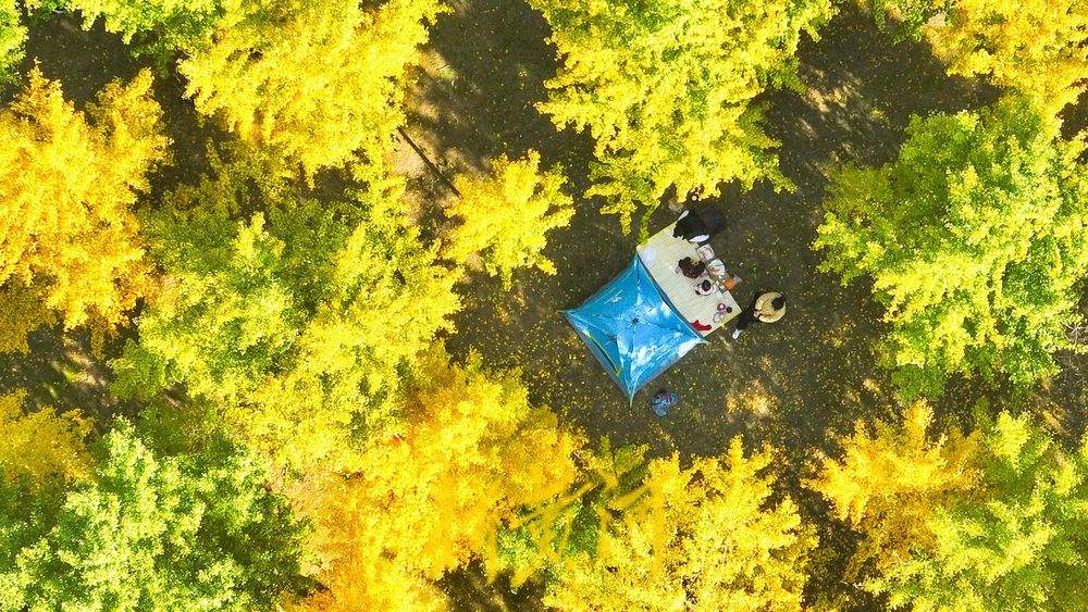 一年四季 泉在济南丨深秋百里黄河风景区，大堤戴上金绿相间的“项链”