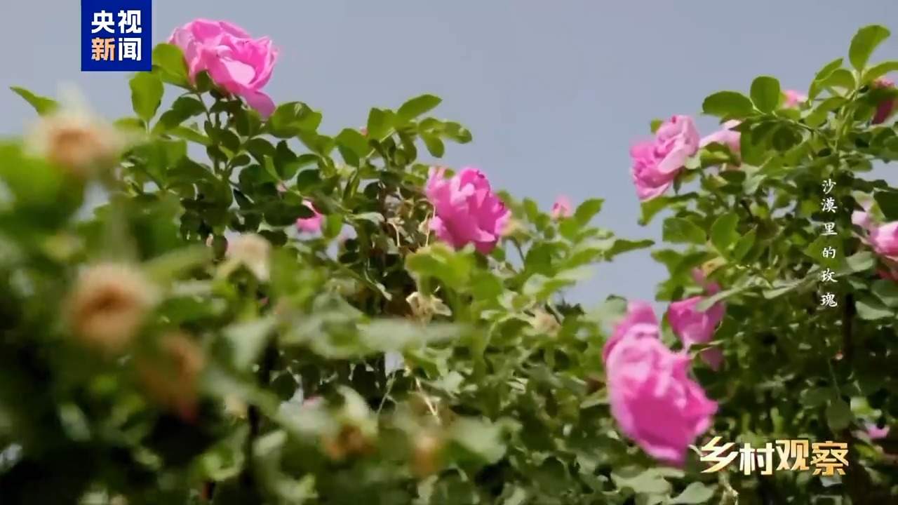 视频丨荒漠也可以成花海 看“沙漠玫瑰”背后的生态之变