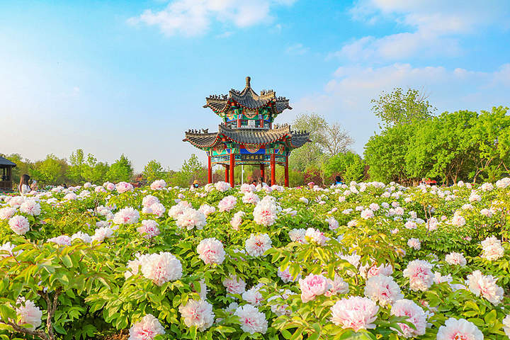 2026菏泽牡丹赛花会时间确定,4月6日至12日曹州牡丹园启幕