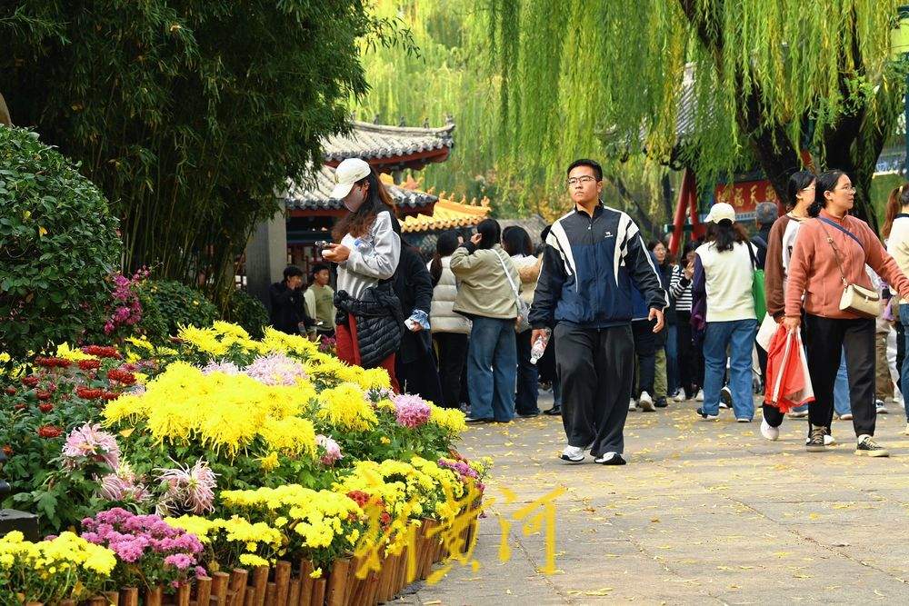 多彩菊花绽放趵突泉畔，扮靓初冬泉城