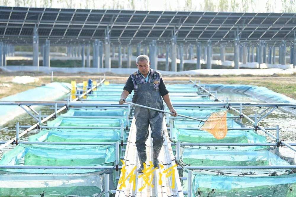 板上发电板下养蟹 济南黄河大闸蟹迎来丰收季
