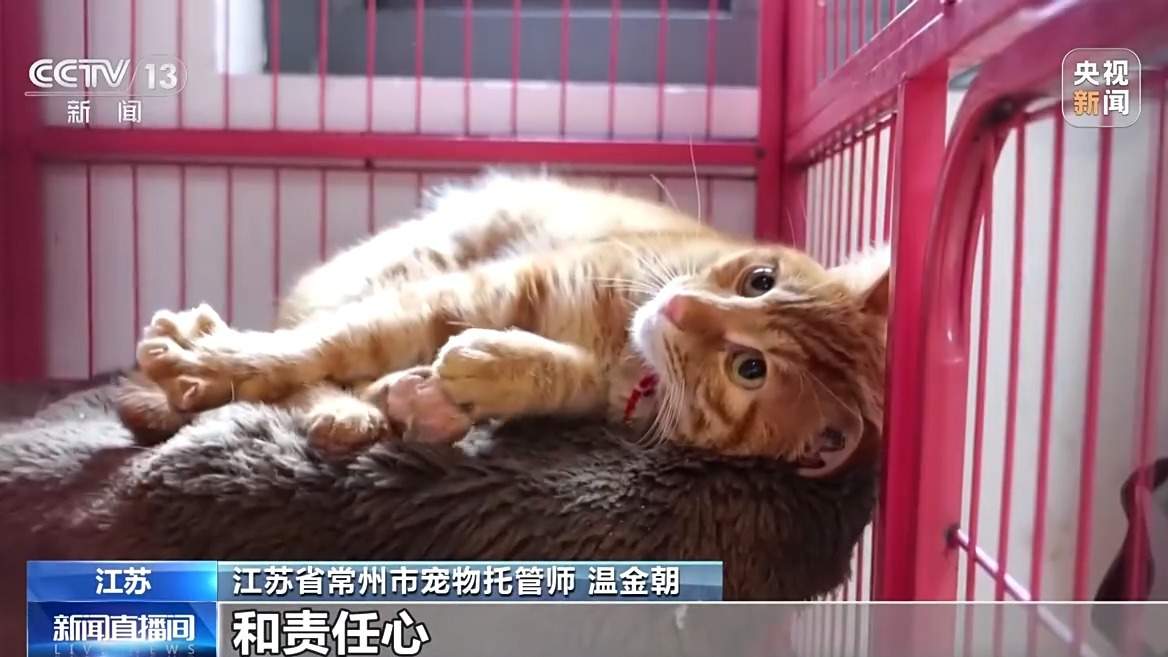 寄养一房难求、上门喂养走红 宠物经济成春节消费亮点