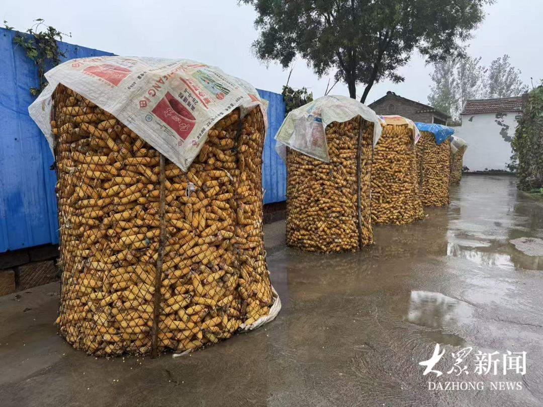简单实用！山东省农科院发布《玉米果穗防霉变建议技术方案》