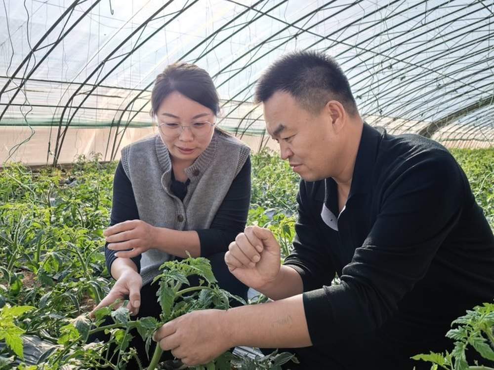 幼师辞职种大棚 她把草莓西红柿种成“抢手货”