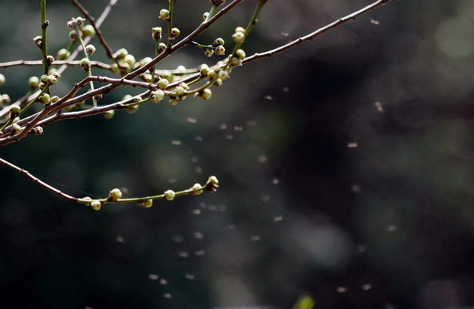 济南惊蛰到，万物复苏百虫闹