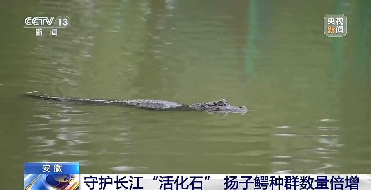 近距离看扬子鳄破壳瞬间！长江“活化石”人工孵化室大有讲究