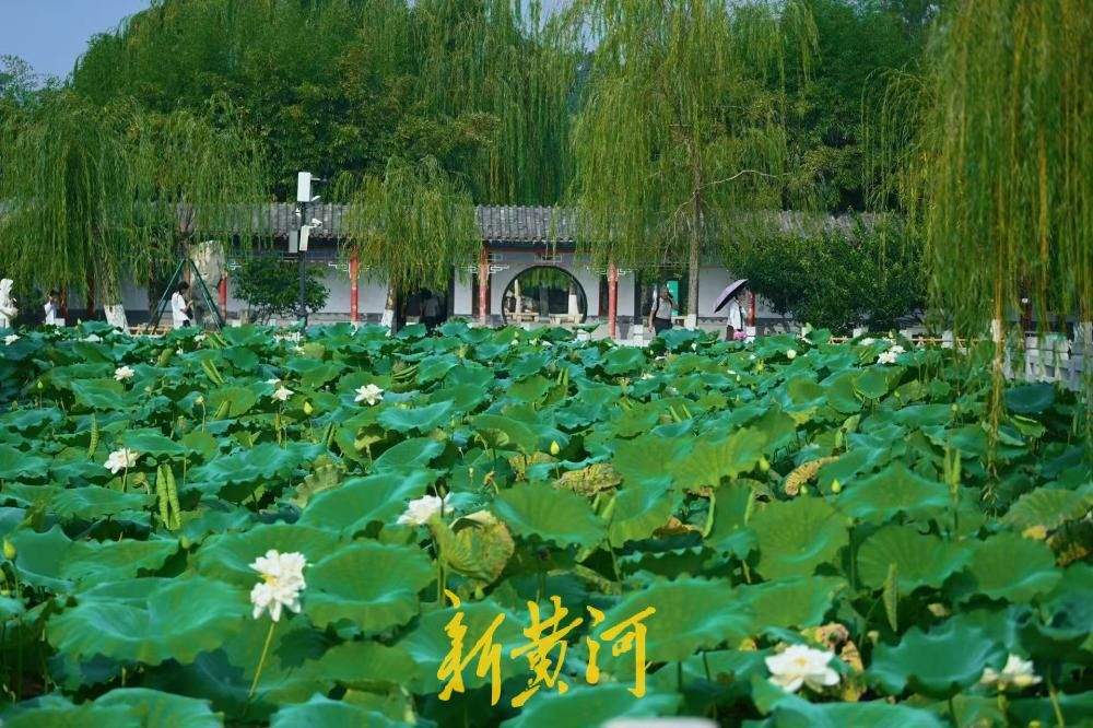 一池荷景映古亭，大明湖畔小沧浪亭荷塘美出圈