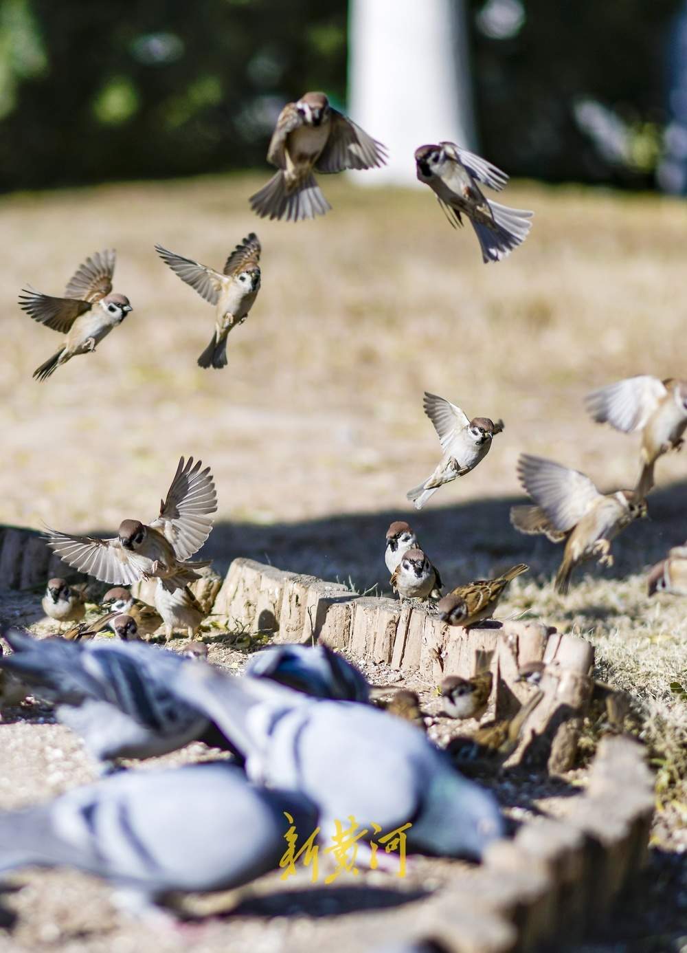 济南大明湖这里变“食堂”，市民投喂吸引百只鸟儿来觅食