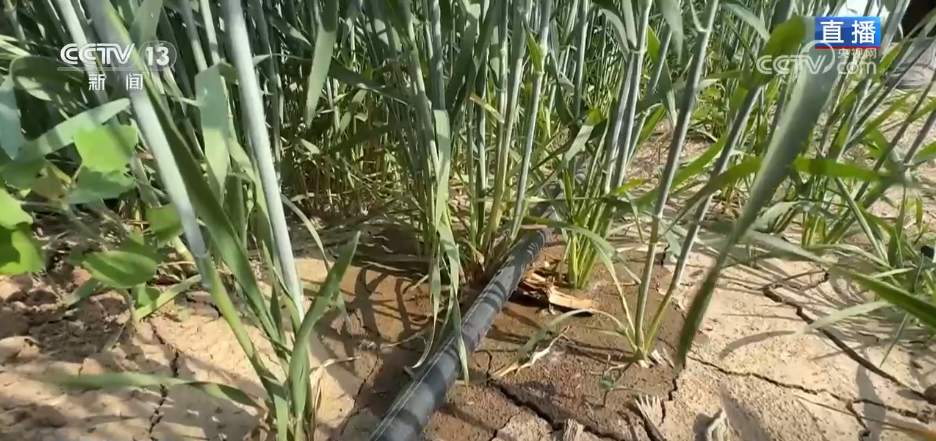 科技“组合拳”追“丰”正当时 多措并举打赢“三夏”关键仗