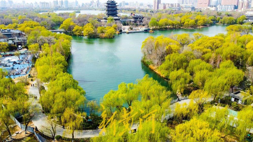 垂柳泛绿与碧水相伴，大明湖春色逐渐浓郁