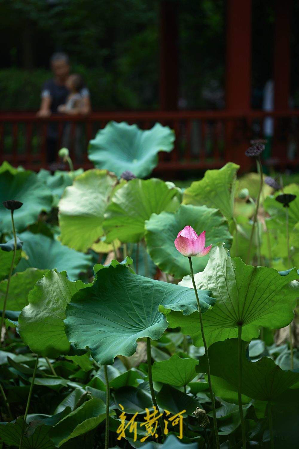 泉城荷花绽放点缀初秋