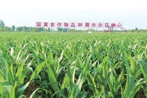 商河：一粒种子激活农业“芯”动能