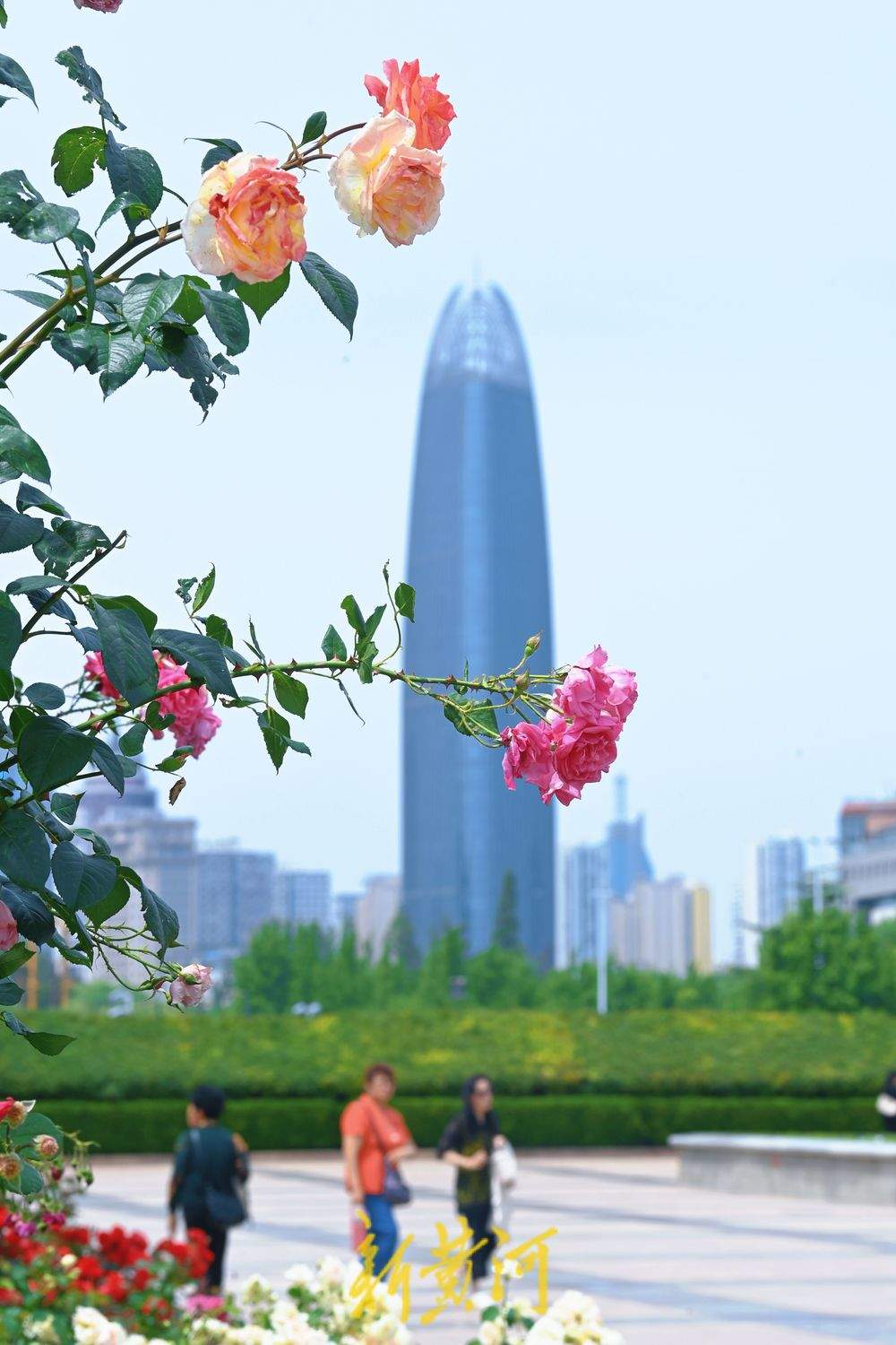 一年四季 泉在济南｜泉城广场：月季花廊花团锦簇 成初夏亮丽风景线