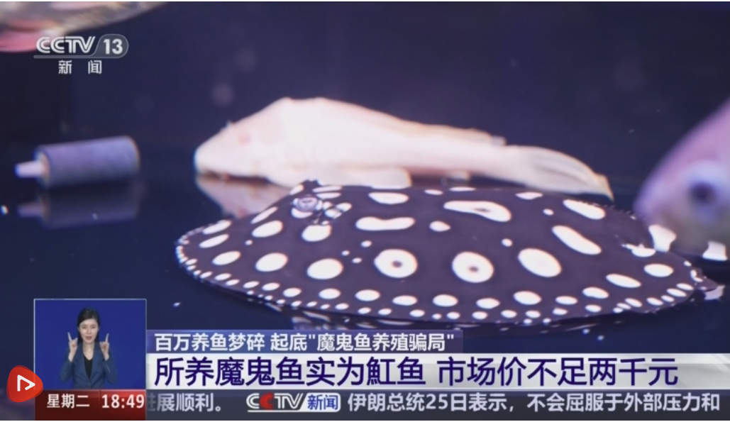 百万养鱼梦碎 起底“魔鬼鱼养殖骗局”