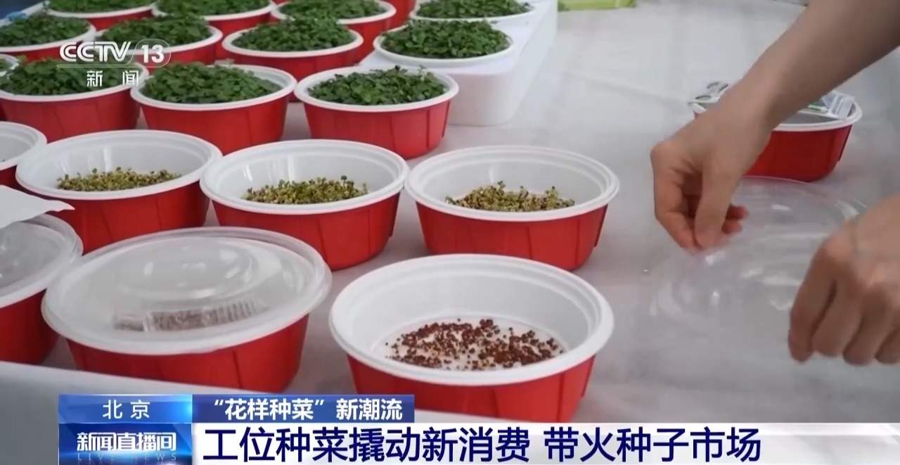 “工位种菜”走红 蔬菜盆栽成了“上班搭子”