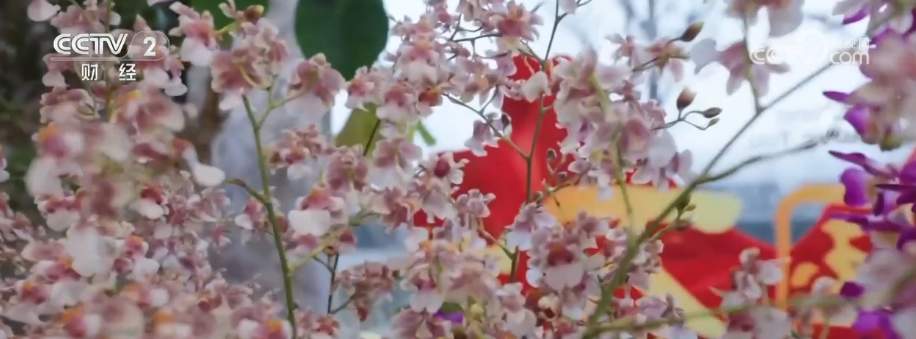 年宵花市开启“抢购模式” 小众品种成“当家花旦”购销两旺