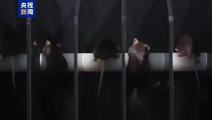 这次神舟发射有哪些“之最”