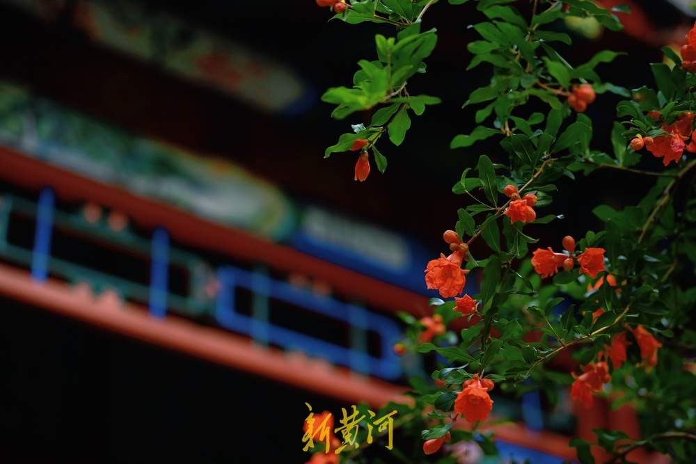 一年四季 泉在济南丨趵突泉畔石榴花开正盛，火红与古典建筑相映成趣