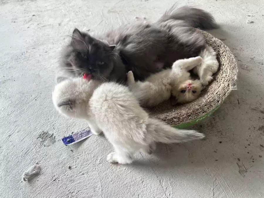 福建一公司负债倒闭，5只“猫咪员工”将被法拍还债，打包起拍价1万元，知情人：猫咪血统比较纯正，正常售卖总价达四五万元