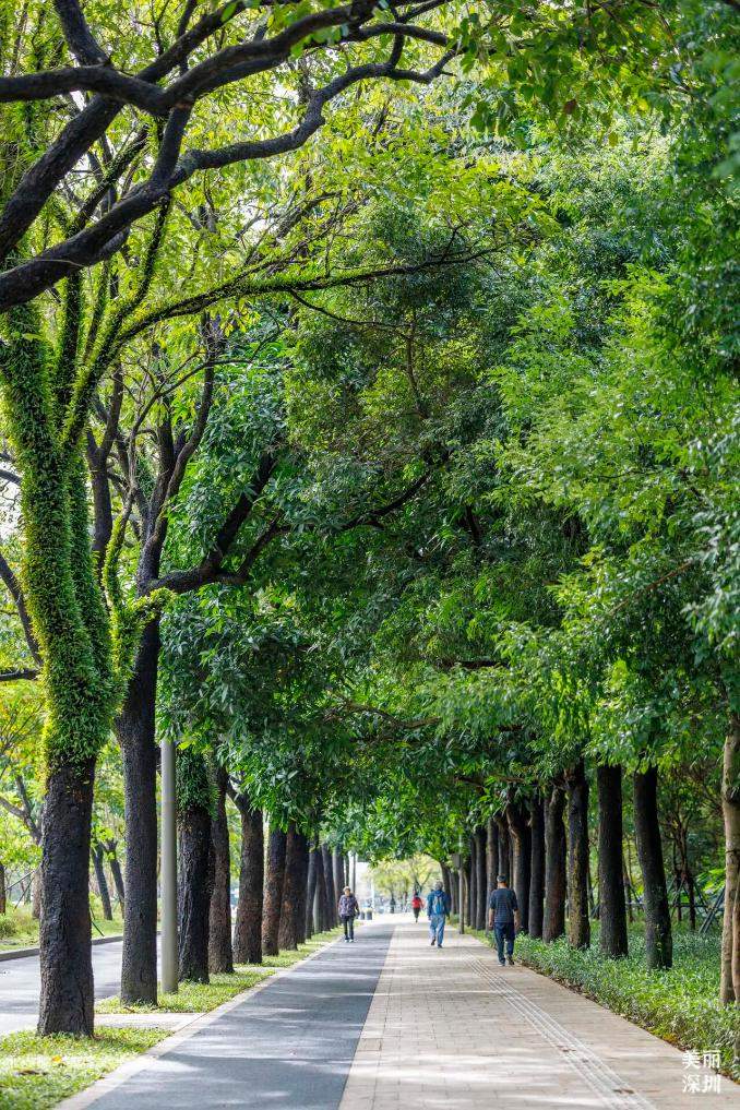 树木“长发”变“寸头”，到底是为啥？