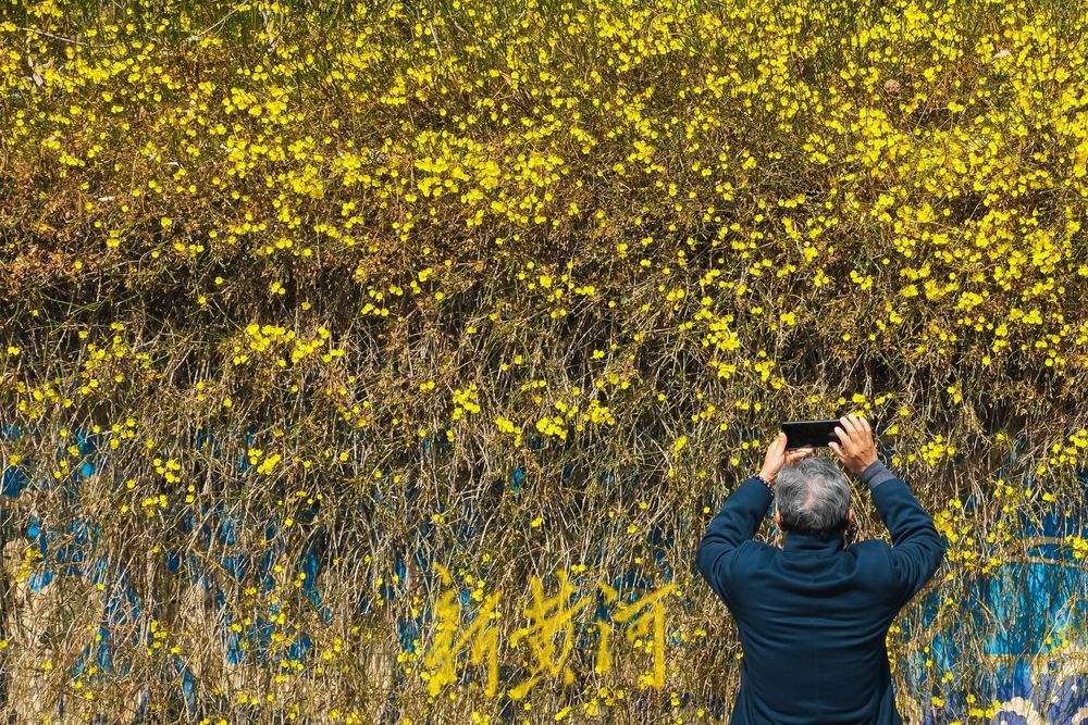 黑虎泉水位三连涨，护城河畔春意浓