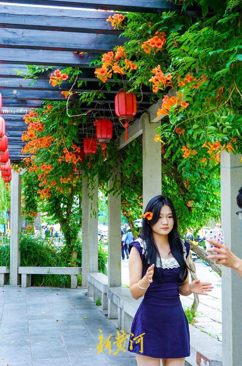济南明府城老街巷凌霄花开满墙头，为老济南增添一份诗意