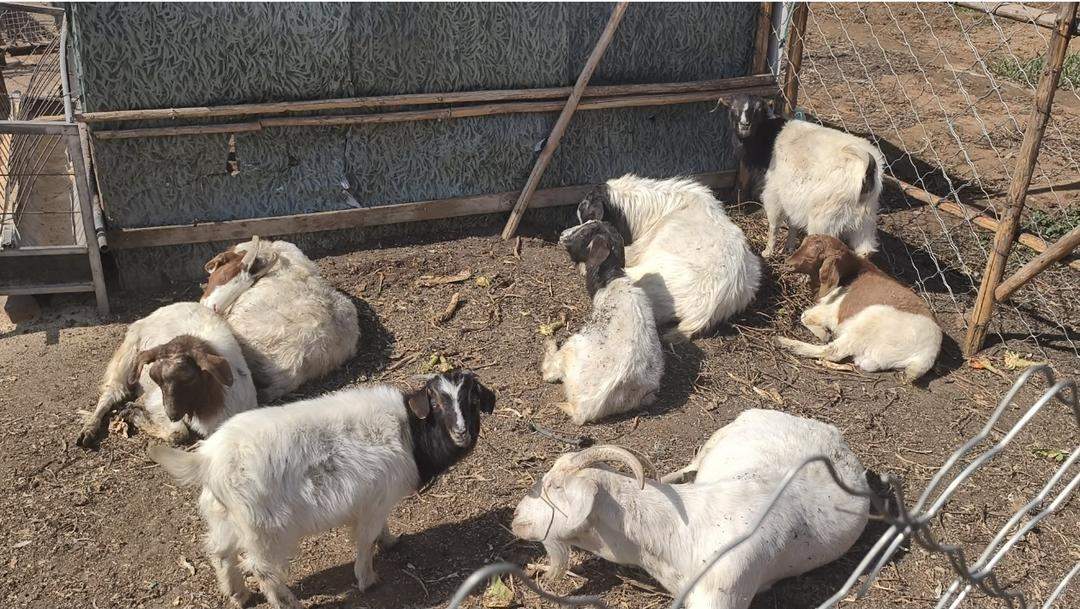 9天租出近200块地，济南共享菜地缘何走红？