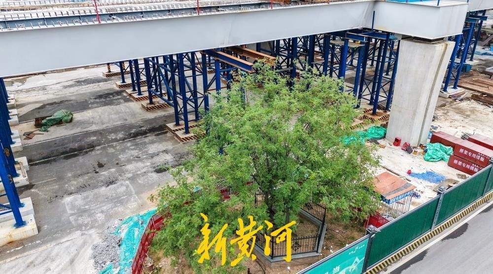 百年古树与高架相伴，守望城市新脉动