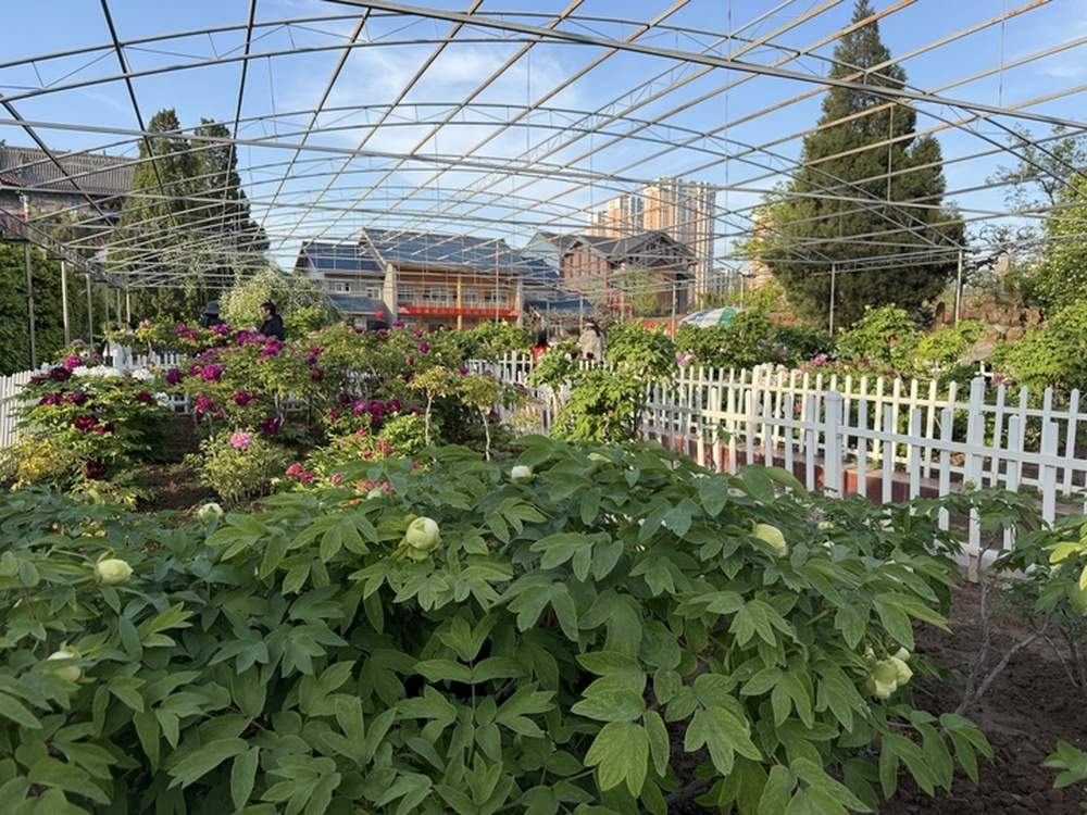 15年讲解不重样 古园“守花人”带你解锁700种牡丹密码