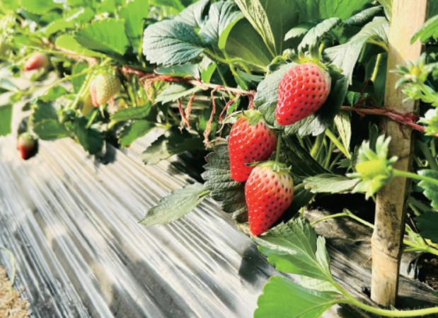年产量10余万吨、产值超过20亿元 济南为草莓专门建了个工作站