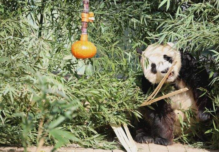 新春佳节，济南动物园大熊猫吃上了超大号“糖葫芦”