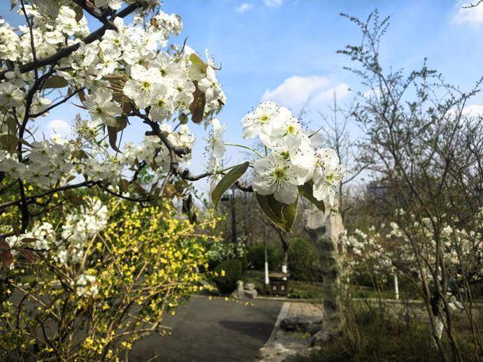济南千佛山的梨花，开出了一片白色的春天