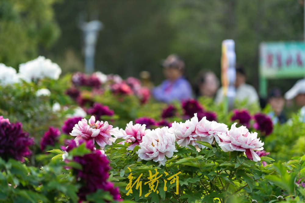 翰墨丹青绘国色，泉城牡丹醉游人