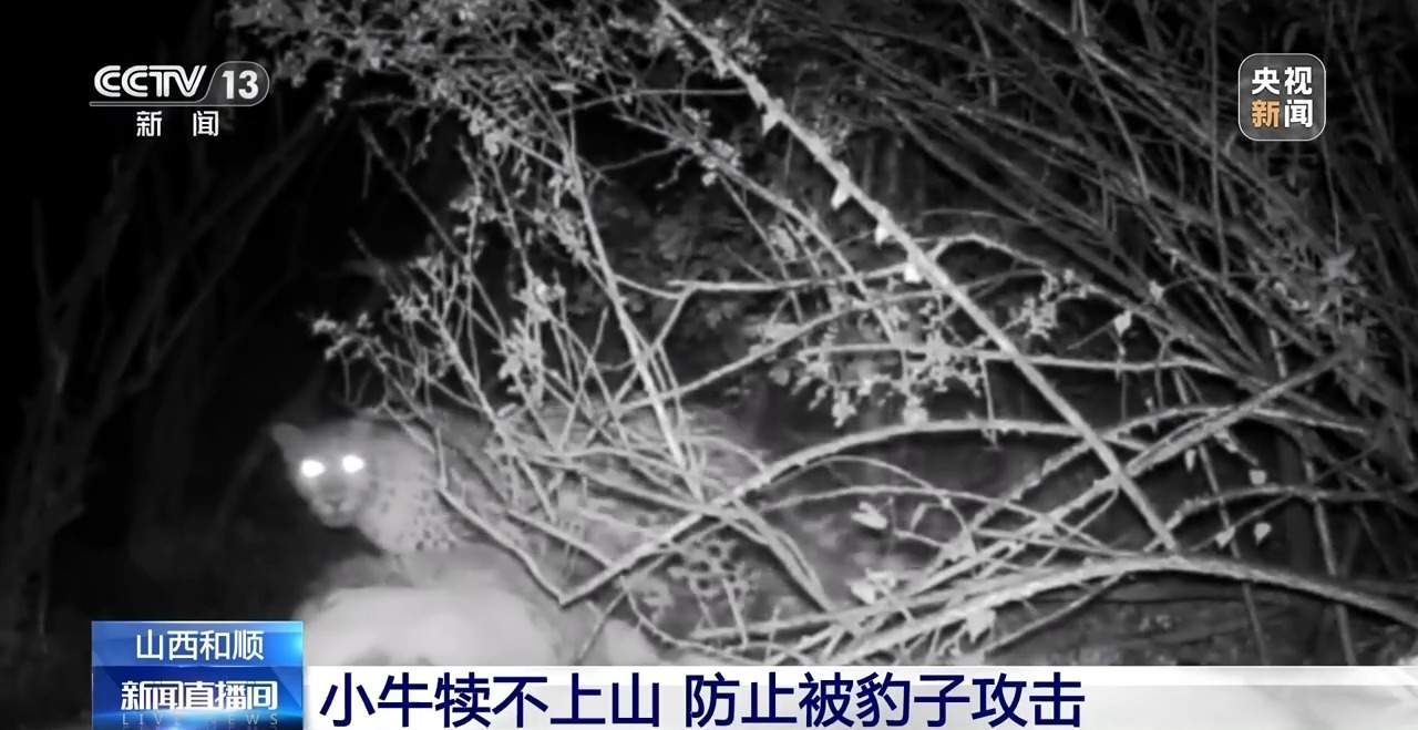 前方有豹出没 野生动物保护与村民利益如何平衡?