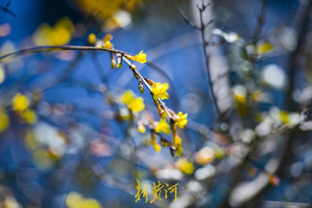 得益于18℃泉水的滋润，济南泉畔迎春花提前绽放