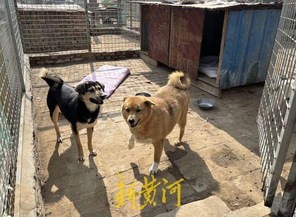 一名高校老师与她救助的800只流浪犬