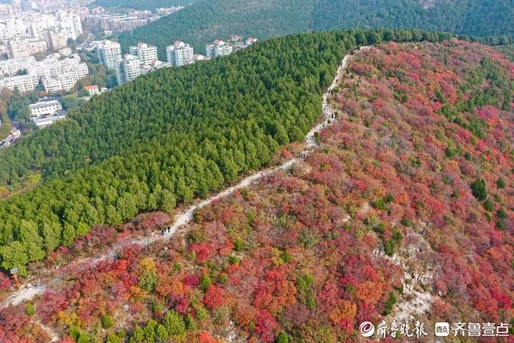 “平分秋色”有画面了，济南蝎子山现一山双色奇观