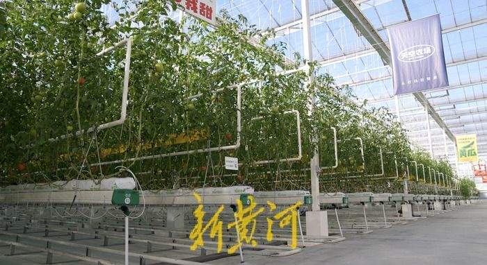 济南这座农场里的西红柿“飞”在18米高空，还是吸碳“小能手”