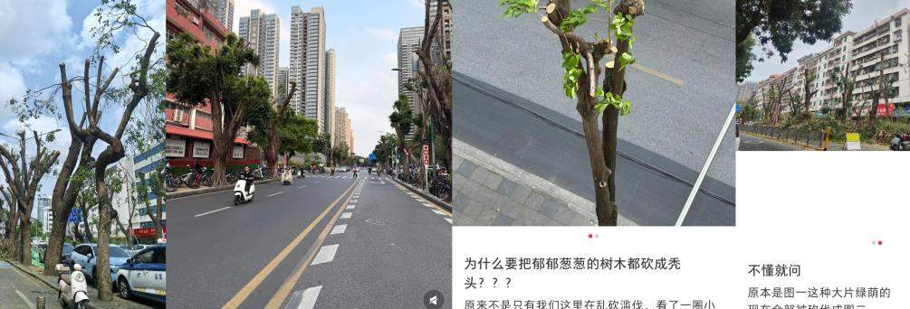 树木“长发”变“寸头”，到底是为啥？