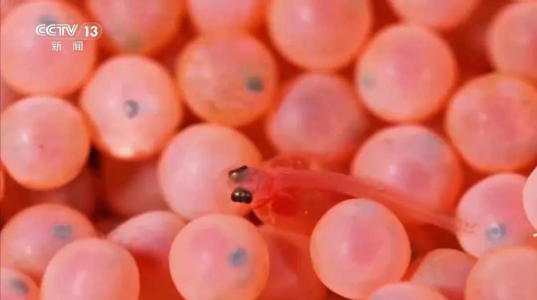 三文鱼的价格打下来了？追更《海洋牧场转场记》