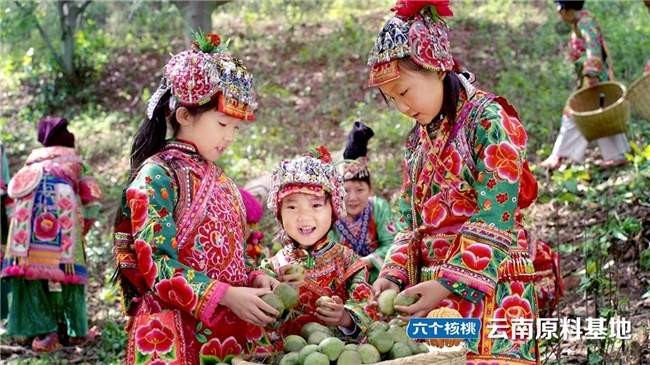 过年送礼饮品推荐的六个核桃，为什么年年成为“抢手货”