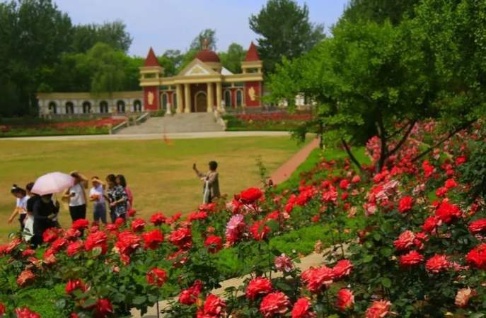 一年四季 泉在济南丨济南植物园月季花海盛放，快来邂逅泉城浪漫之约