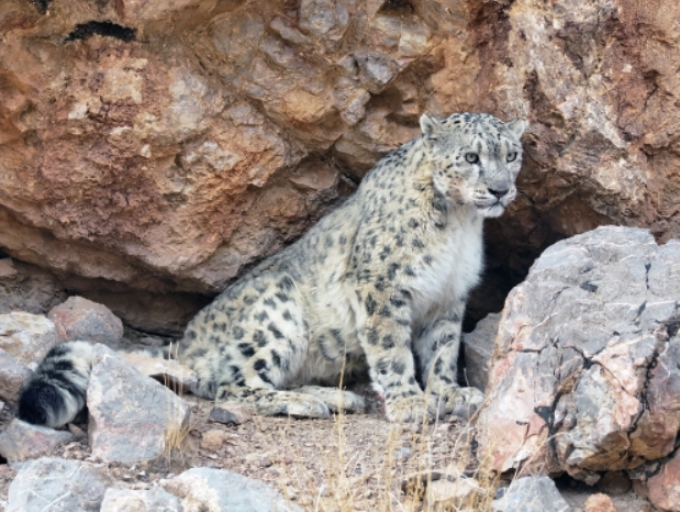 西藏摄影师成功拍到野外雪豹珍贵影像